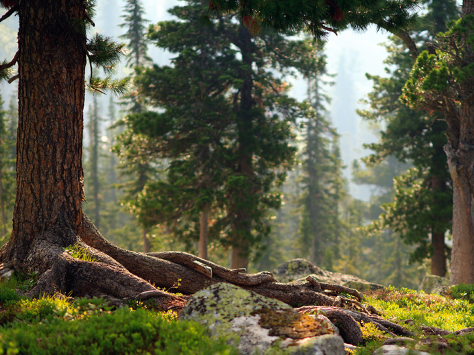 Лёгкие планеты: Россия вошла в тройку мировых лидеров по восстановлению леса.